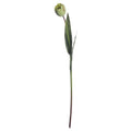 Green Tulip 50 cm