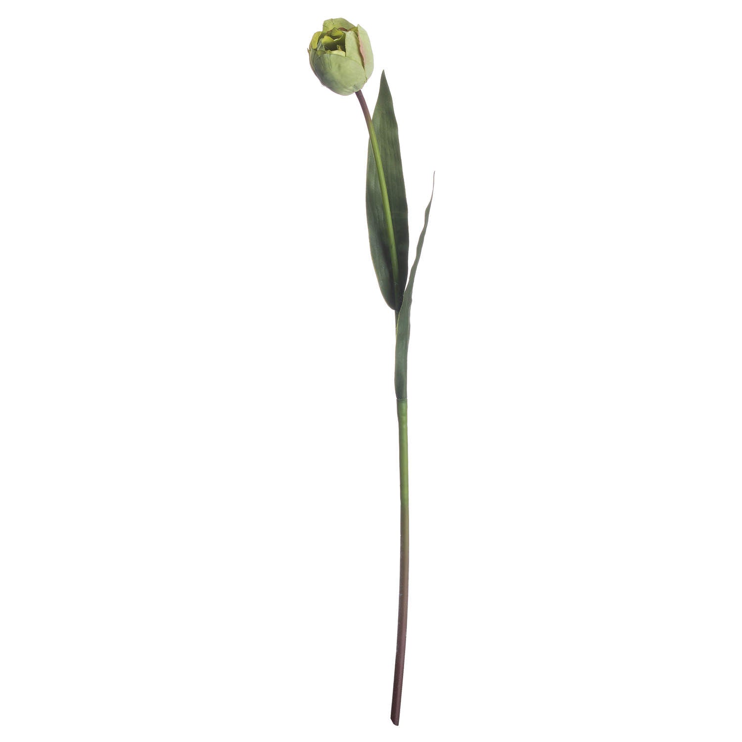 Green Tulip 50 cm