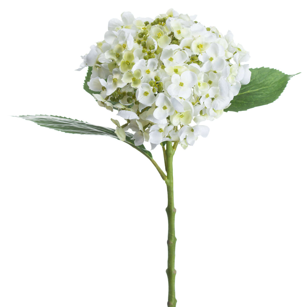 White Lace Cap Hydrangea 48 cm