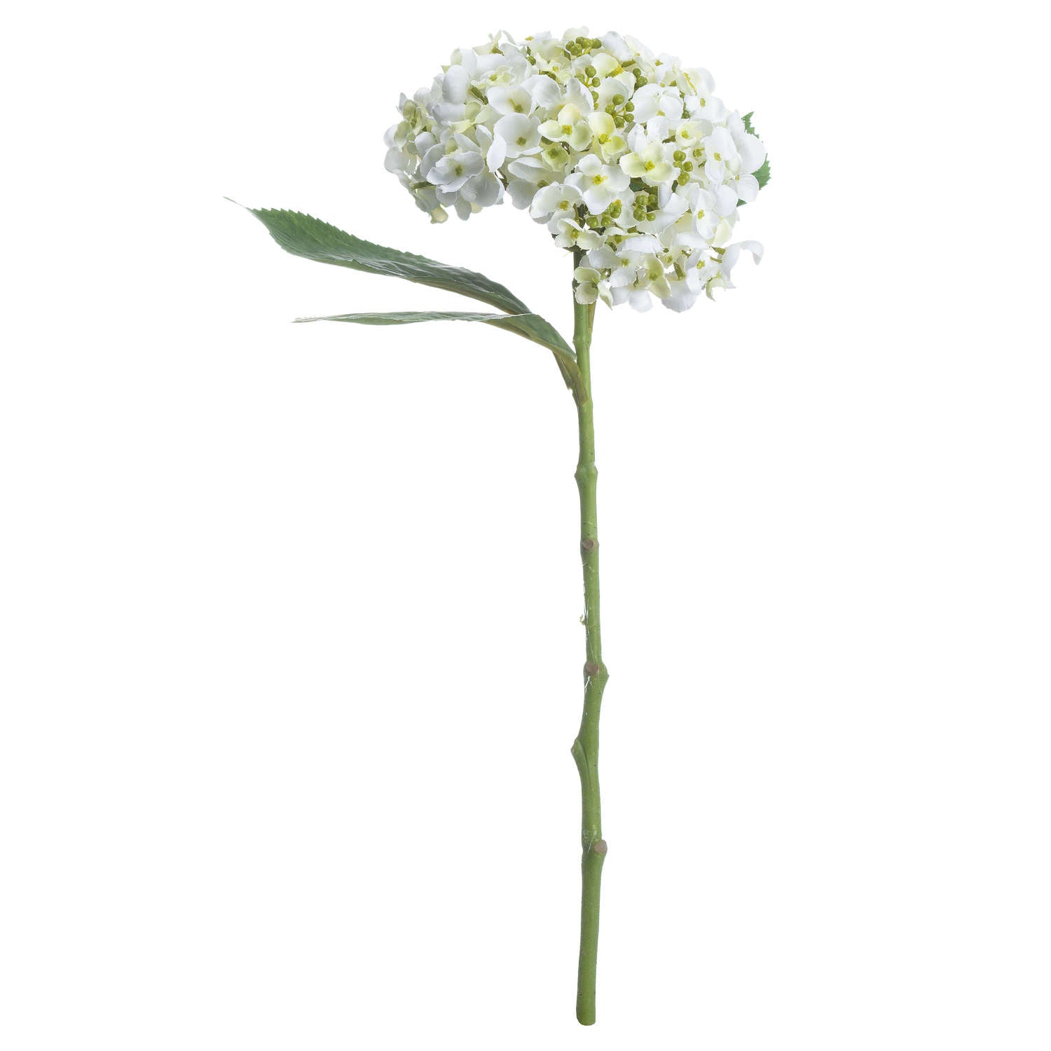 White Lace Cap Hydrangea 48 cm