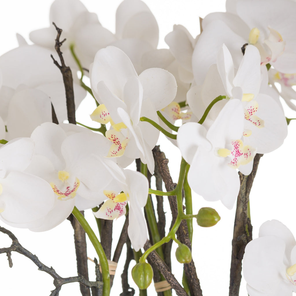 Large Stone Potted Orchid With Roots 70 cm
