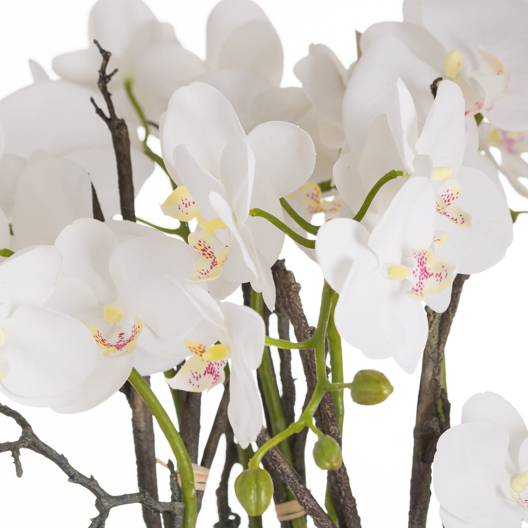 Large Stone Potted Orchid With Roots 70 cm