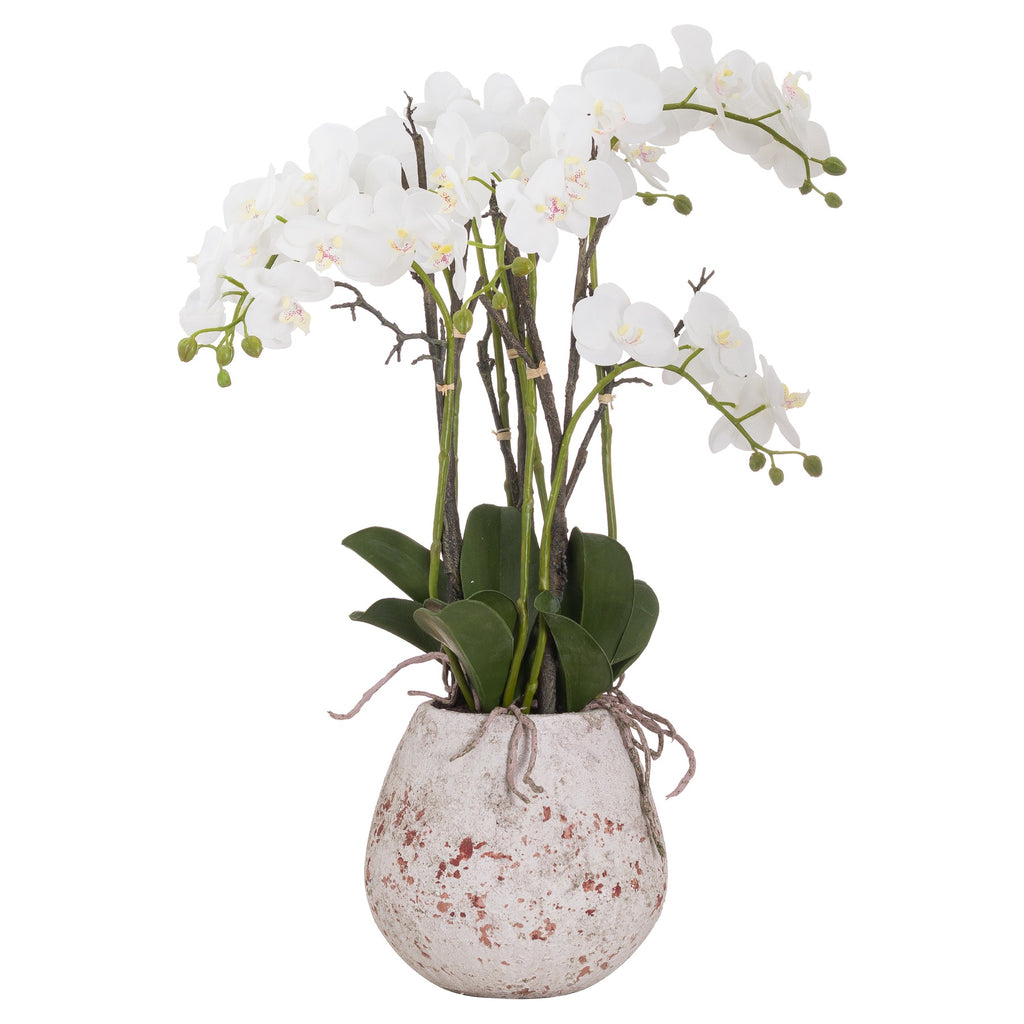 Large Stone Potted Orchid With Roots 70 cm