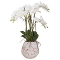 Large Stone Potted Orchid With Roots 70 cm