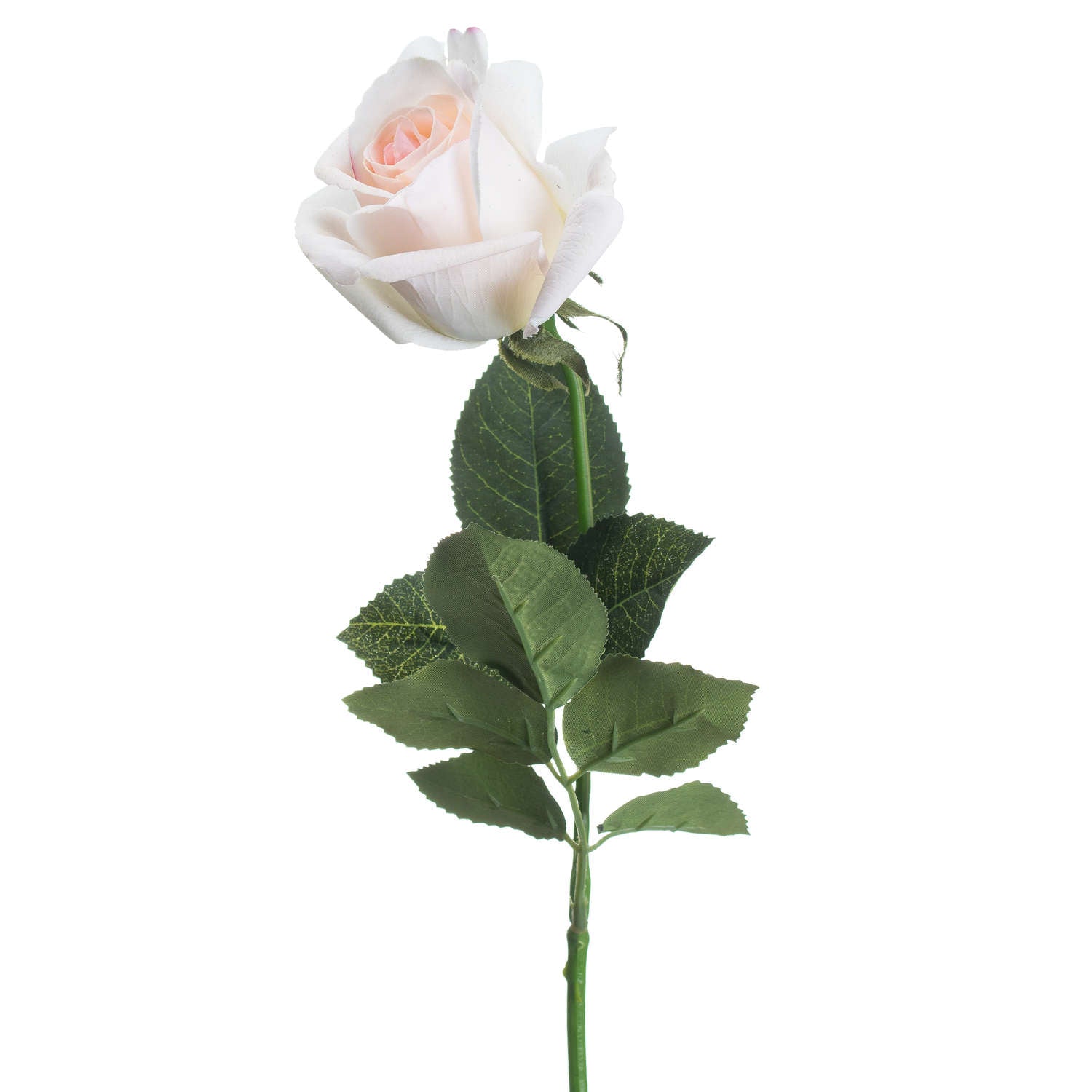 Palest Pink Tea Rose 65 cm