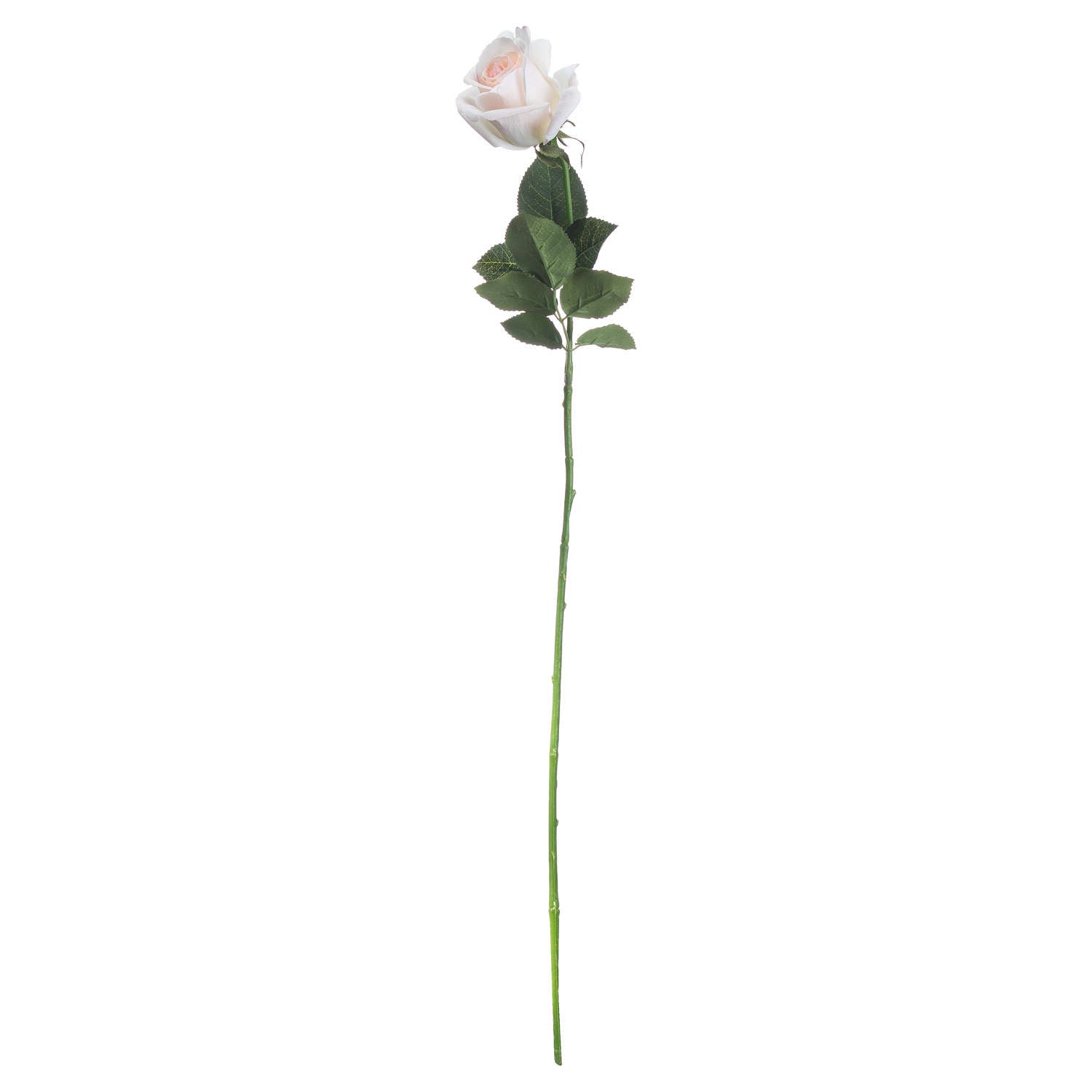 Palest Pink Tea Rose 65 cm