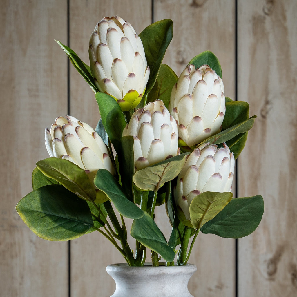 Closed White Protea 67 cm
