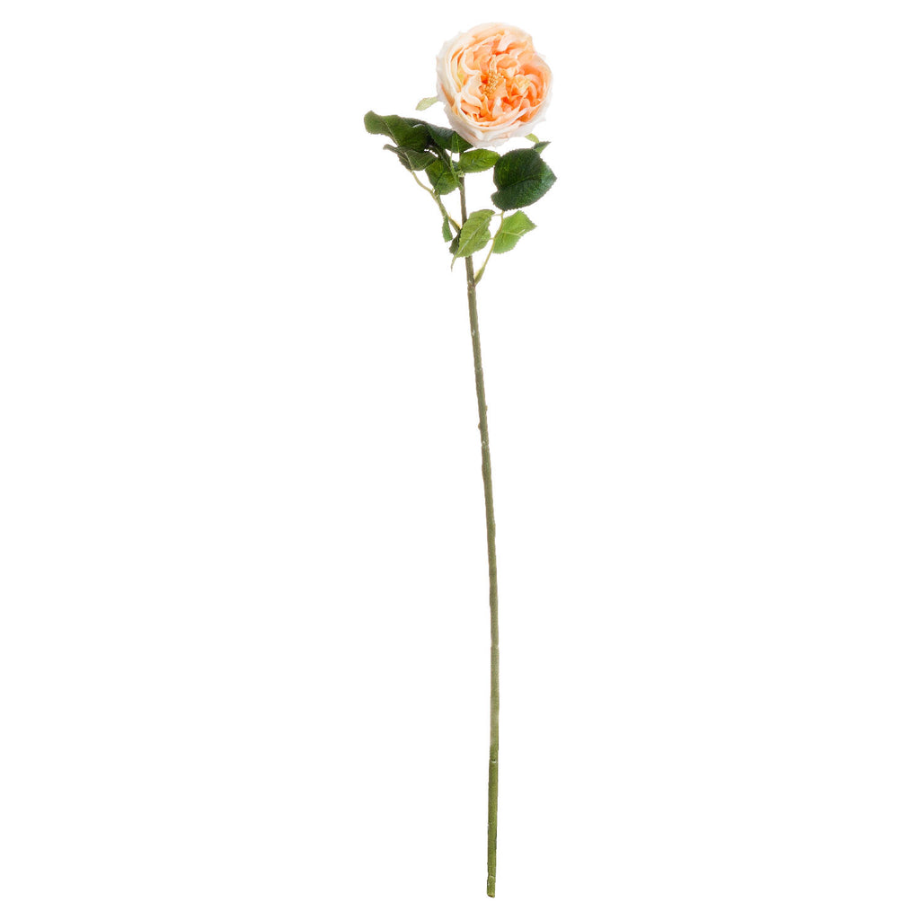 Butter Portland Rose 72 cm