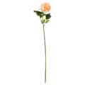 Butter Portland Rose 72 cm
