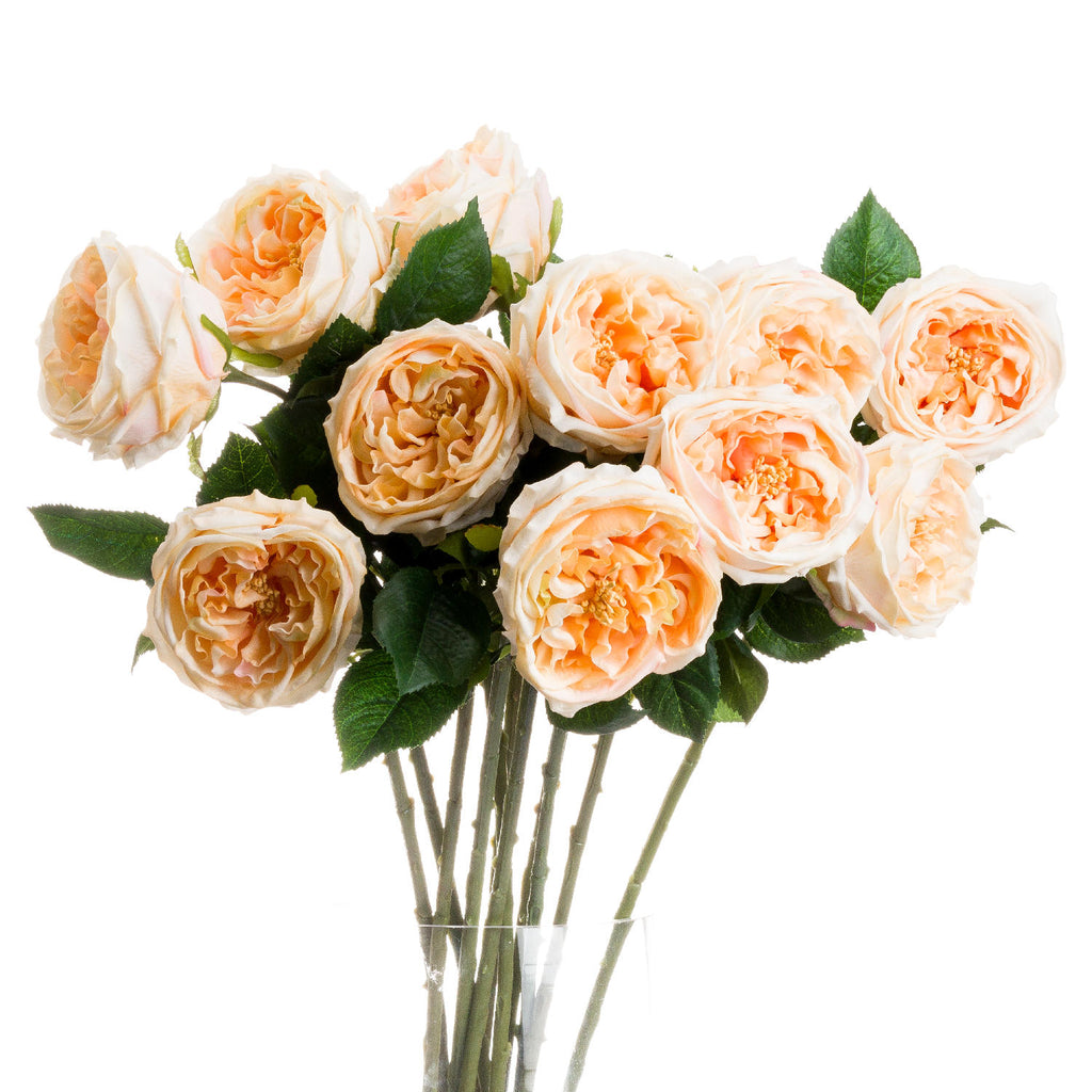 Butter Portland Rose 72 cm