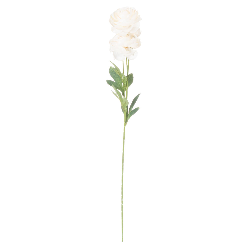 Cream Ranunculus 80 cm