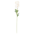 Cream Ranunculus 80 cm