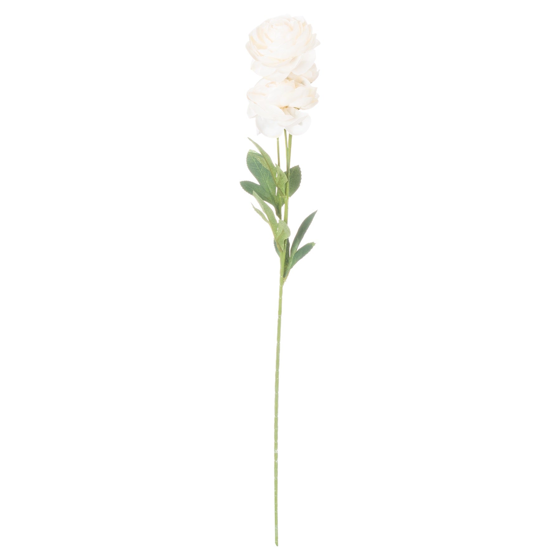 Cream Ranunculus 80 cm