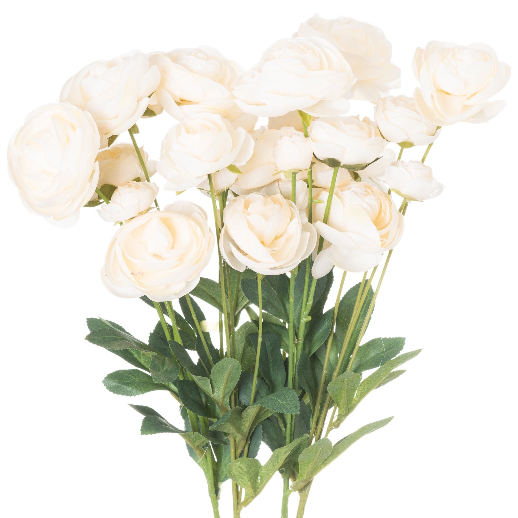Cream Ranunculus 80 cm