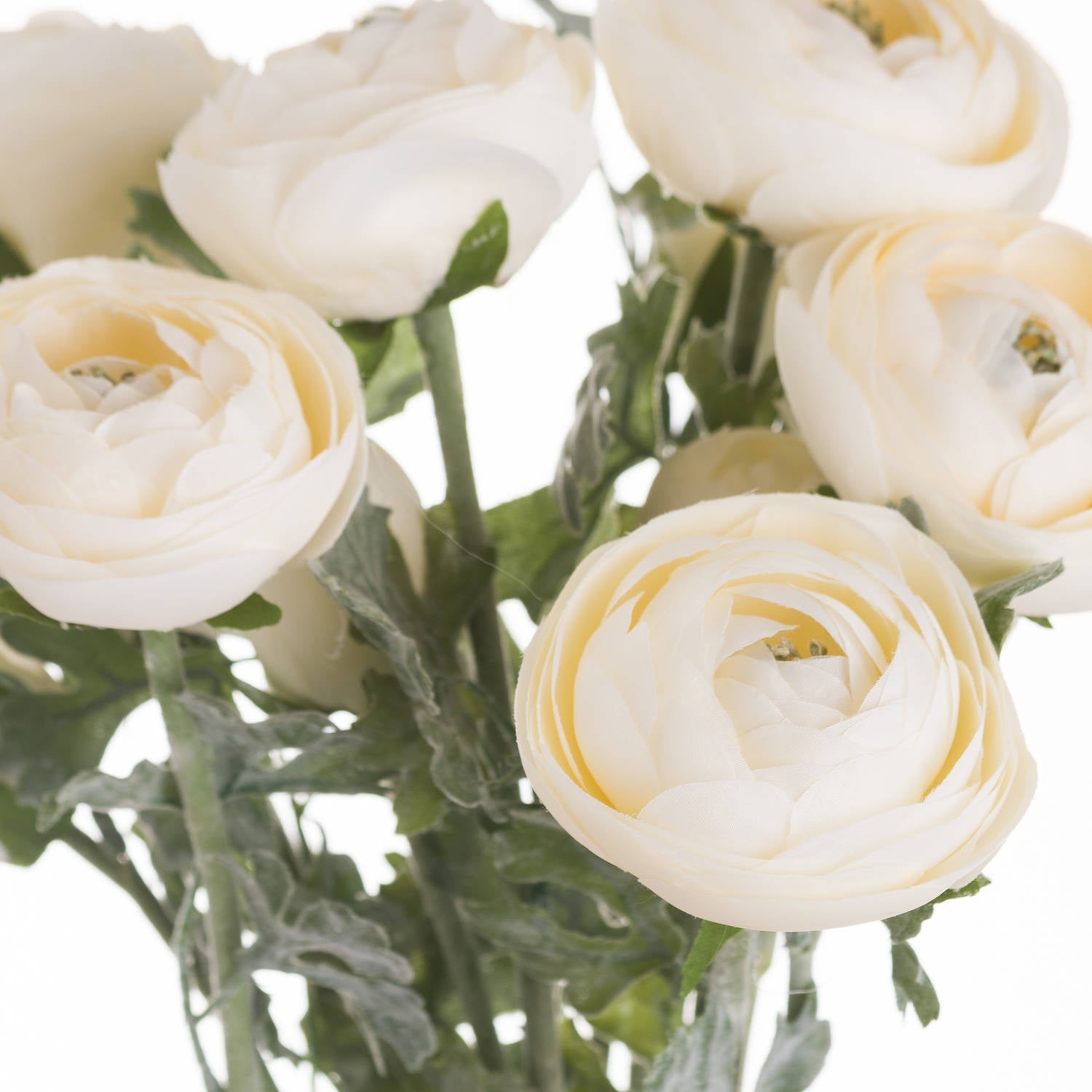Soft Cream Ranunculus 58 cm