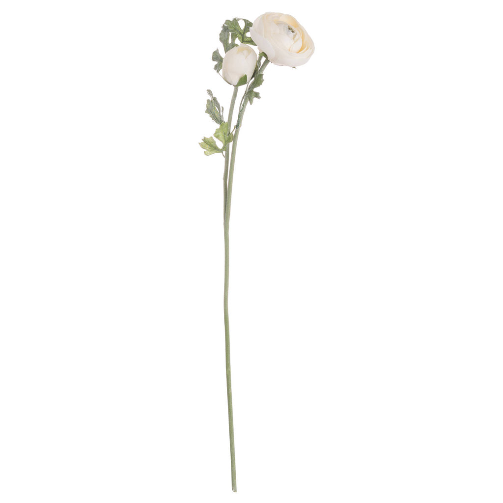 Soft Cream Ranunculus 58 cm