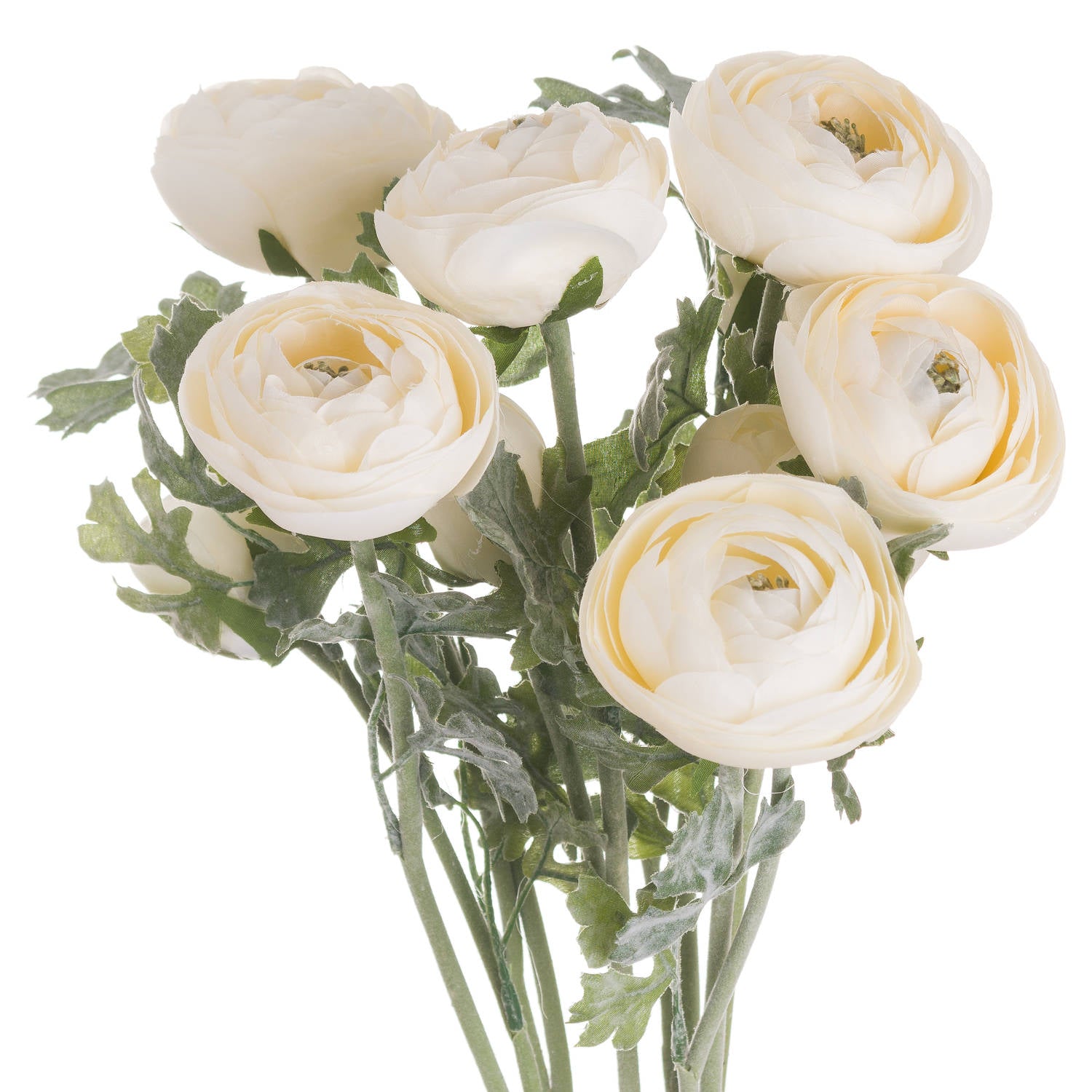 Soft Cream Ranunculus 58 cm