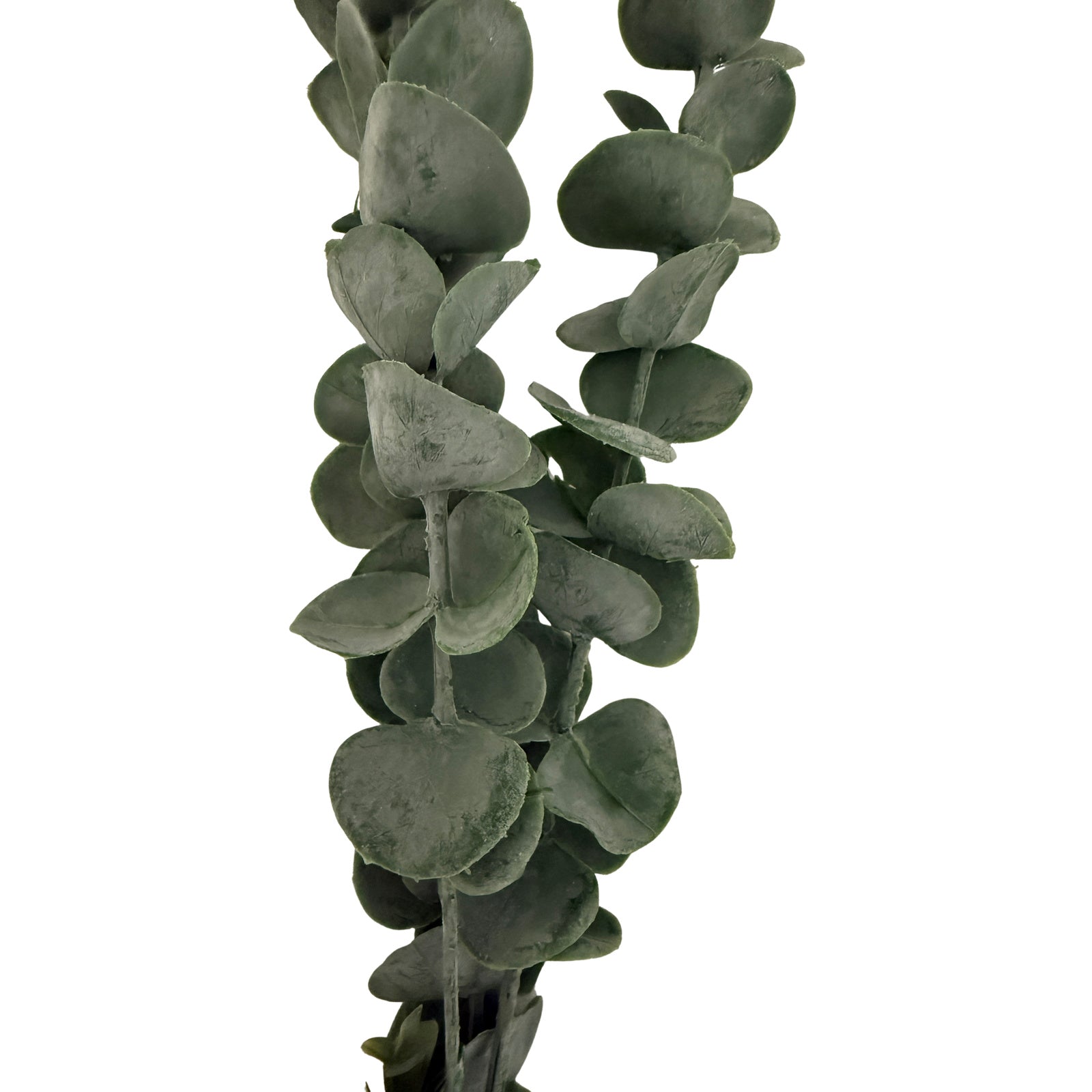 Silver Dollar Eucalyptus 104 cm