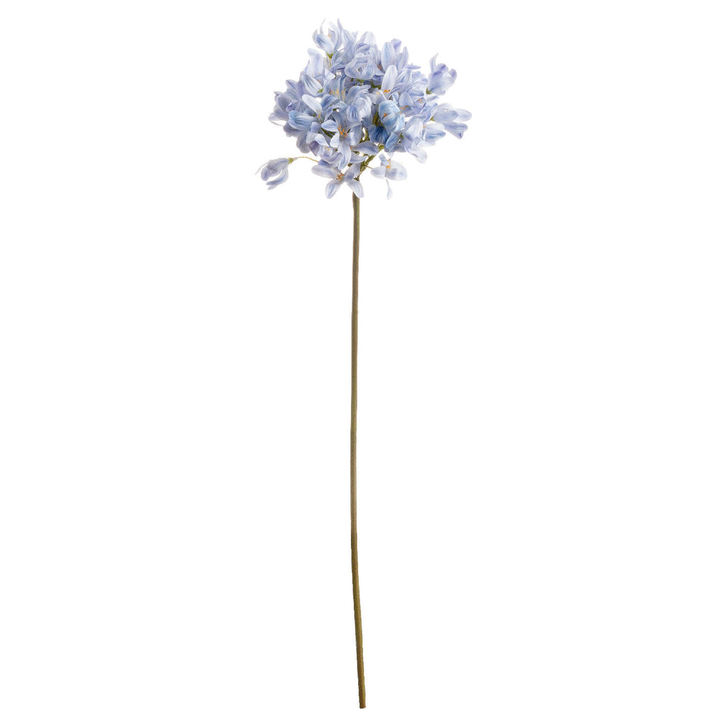 Light Blue Large Headed Agapanthus 71 cm