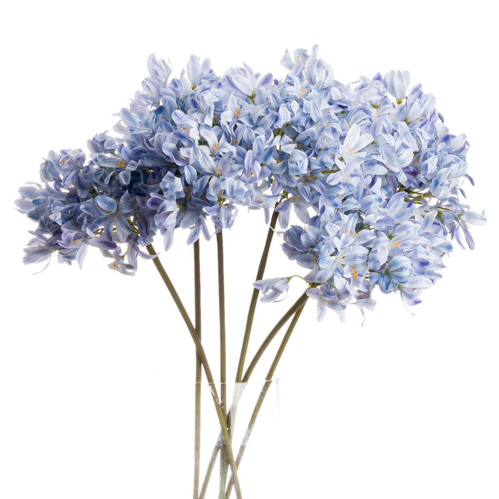 Light Blue Large Headed Agapanthus 71 cm