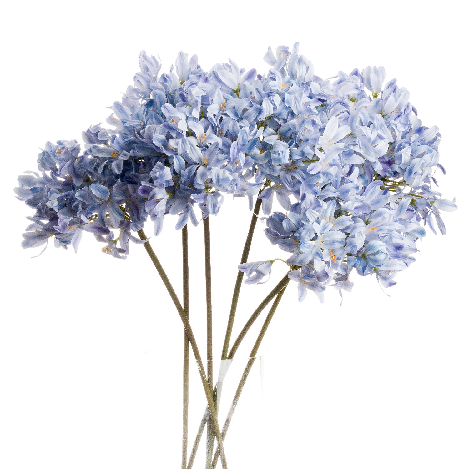 Light Blue Large Headed Agapanthus 71 cm