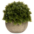 Miniature Hebe Veronica In Pot 13 cm