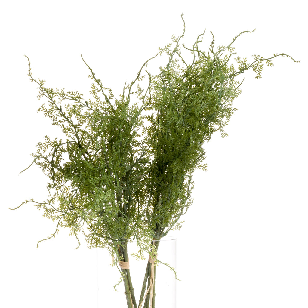 Asparagus Fern Bunch 57 cm