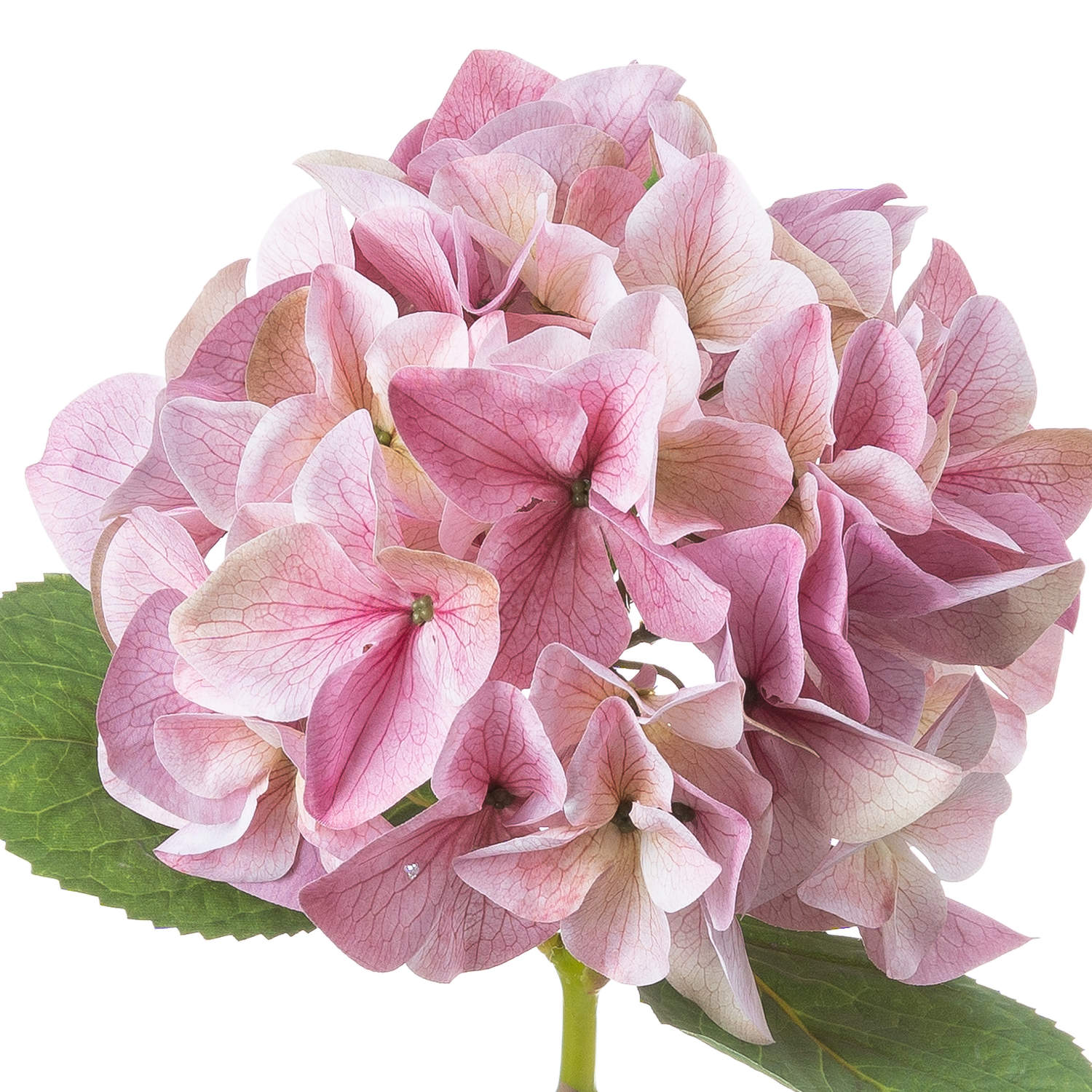 Shabby Pink Single Hydrangea 50 cm