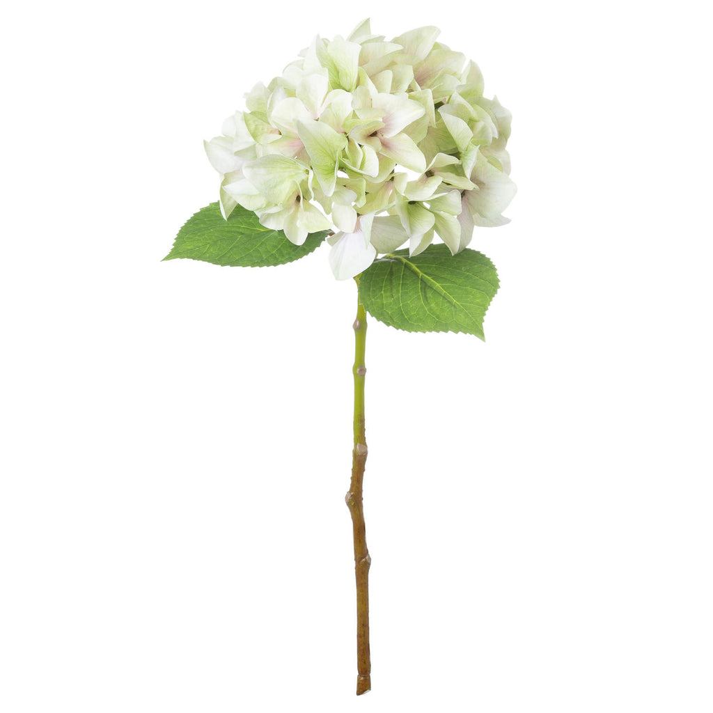 Shabby Green Single Hydrangea 50 cm