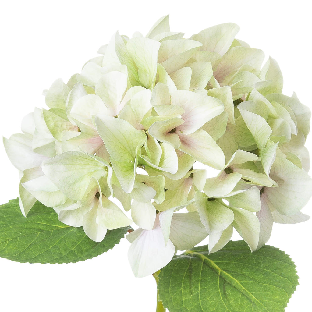 Shabby Green Single Hydrangea 50 cm
