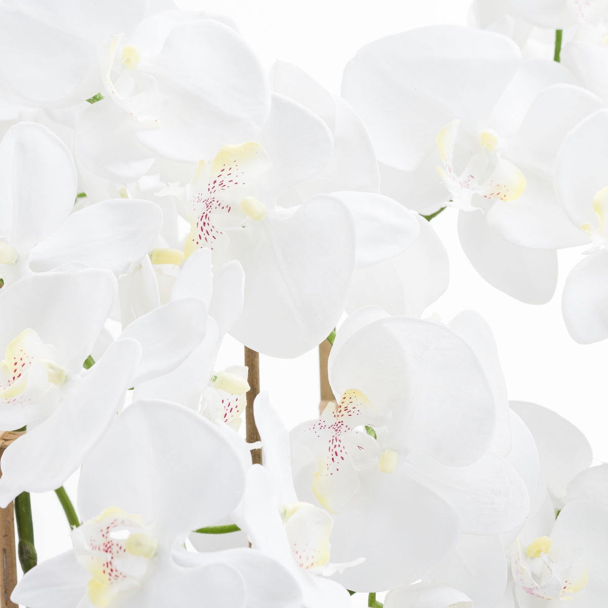Large White Tall Orchid In Glass Pot 126 cm