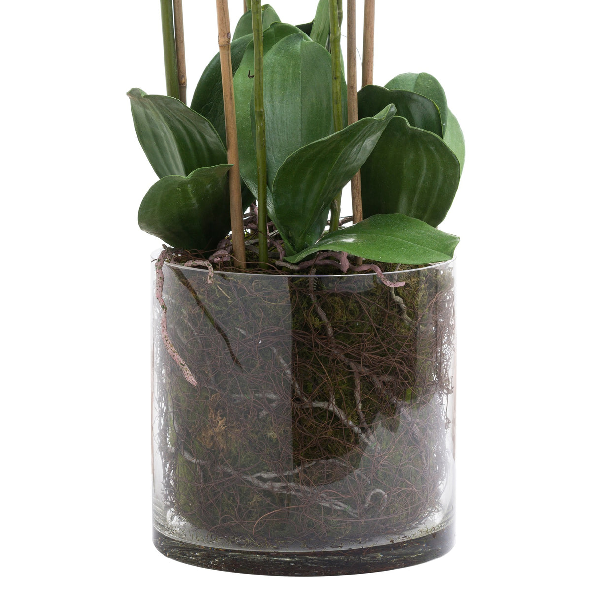 Large White Tall Orchid In Glass Pot 126 cm