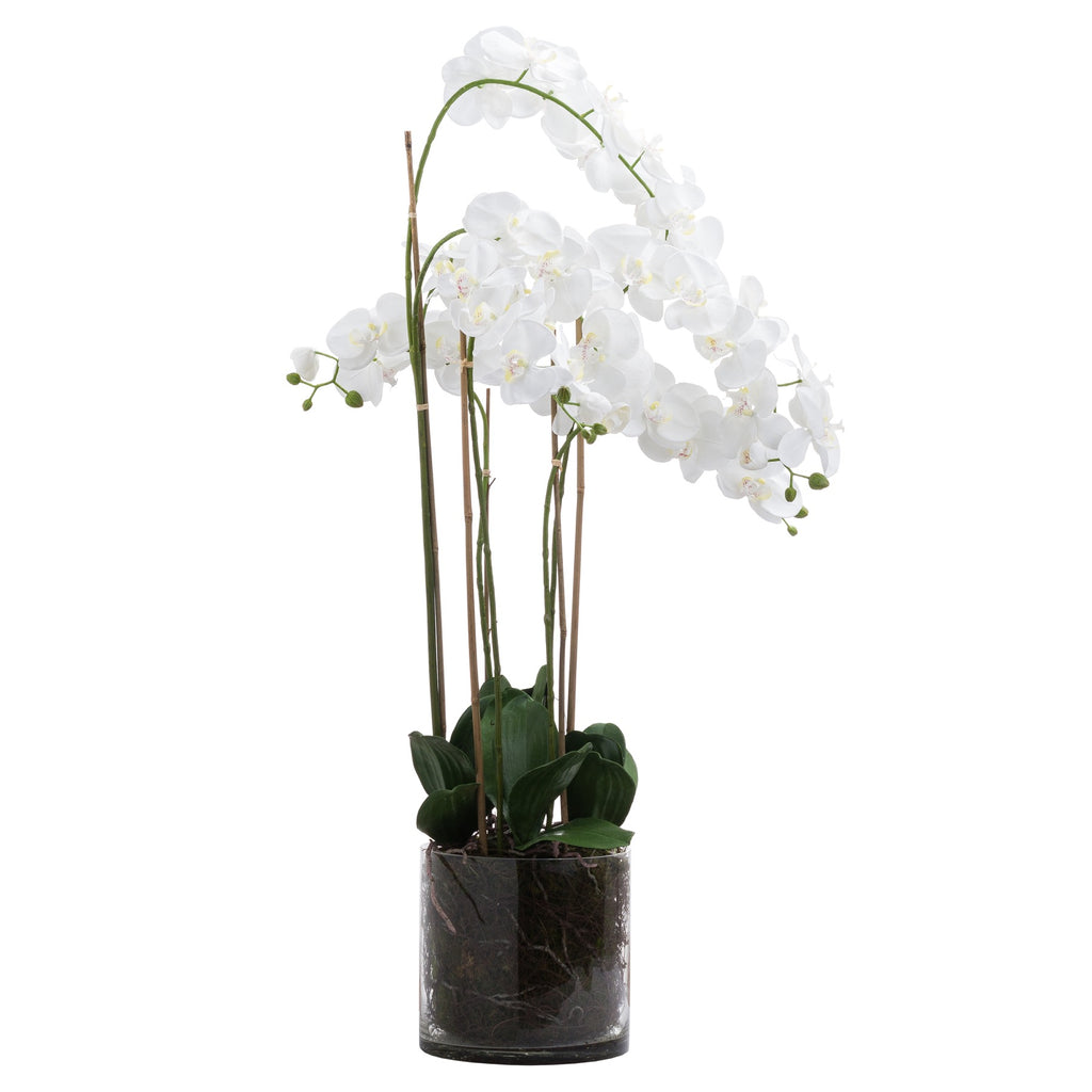 Large White Tall Orchid In Glass Pot 126 cm