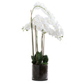 Large White Tall Orchid In Glass Pot 126 cm