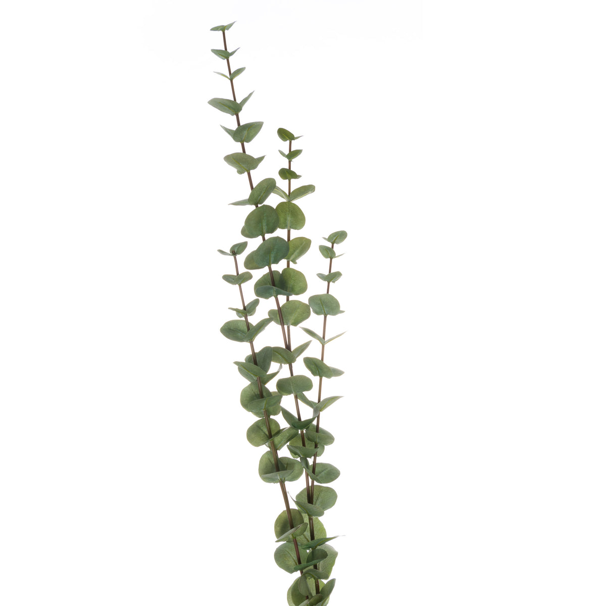 Large Cineraria Eucalyptus Spray 110 cm