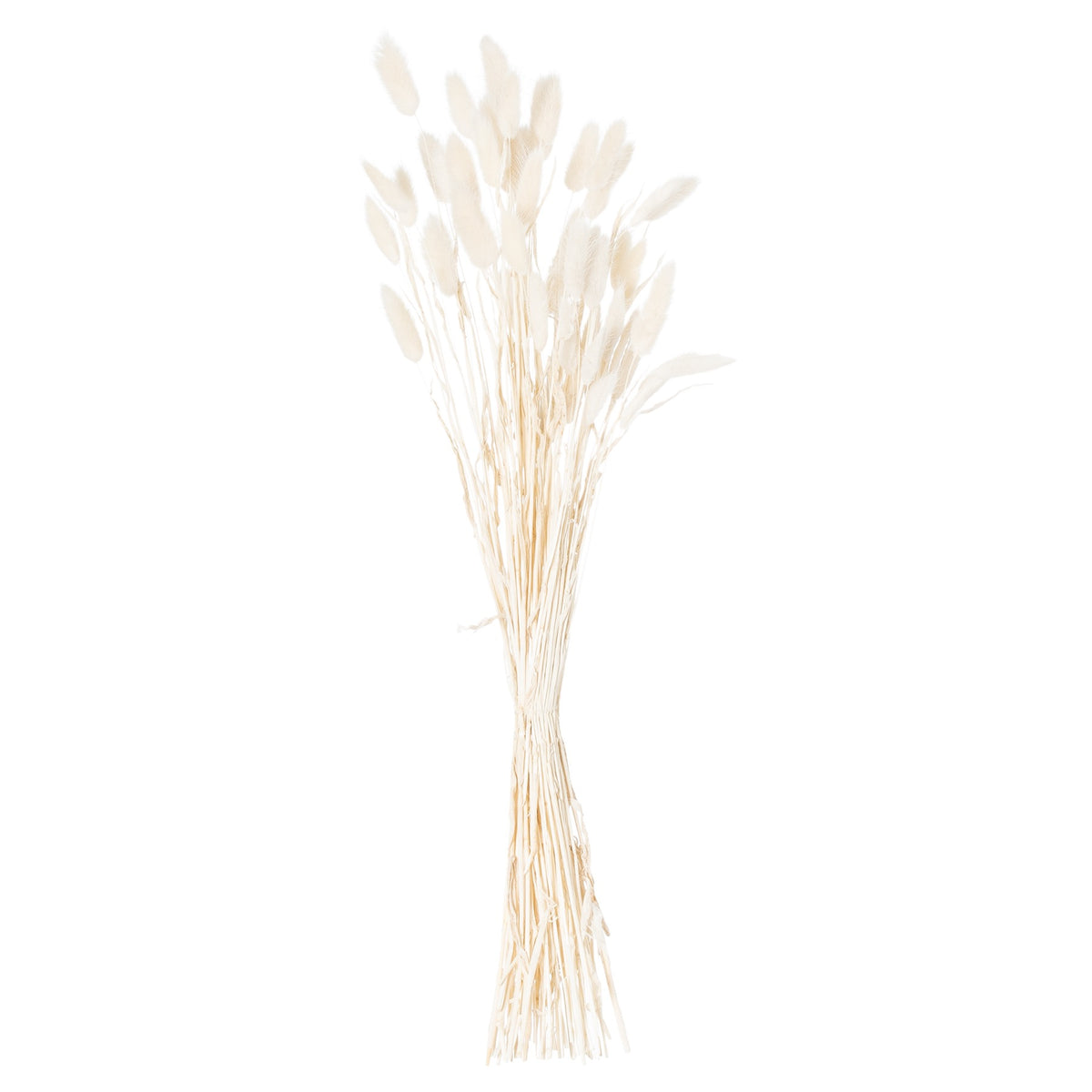 Dried White Bunny Tail Bunch Of 60 60 cm