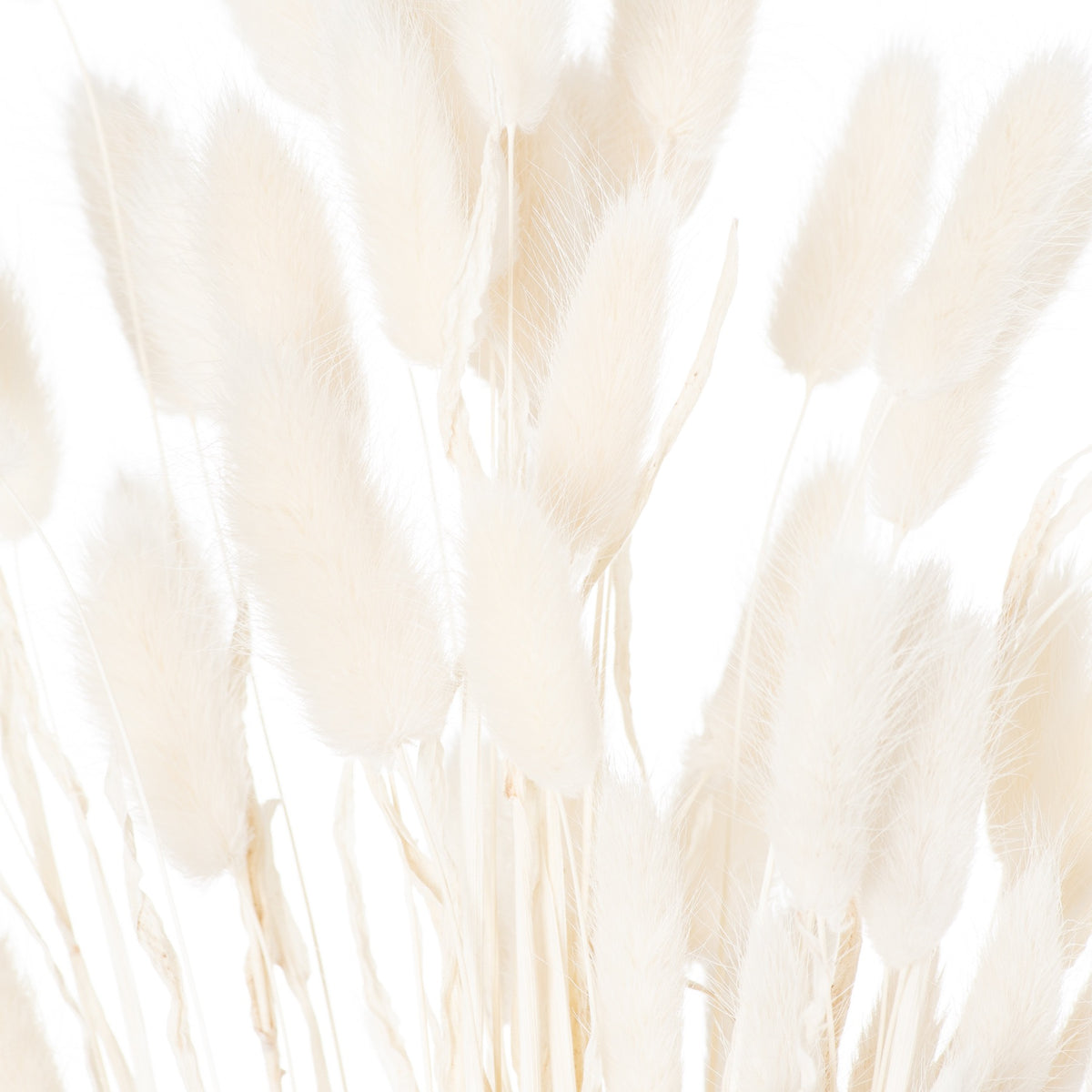 Dried White Bunny Tail Bunch Of 60 60 cm