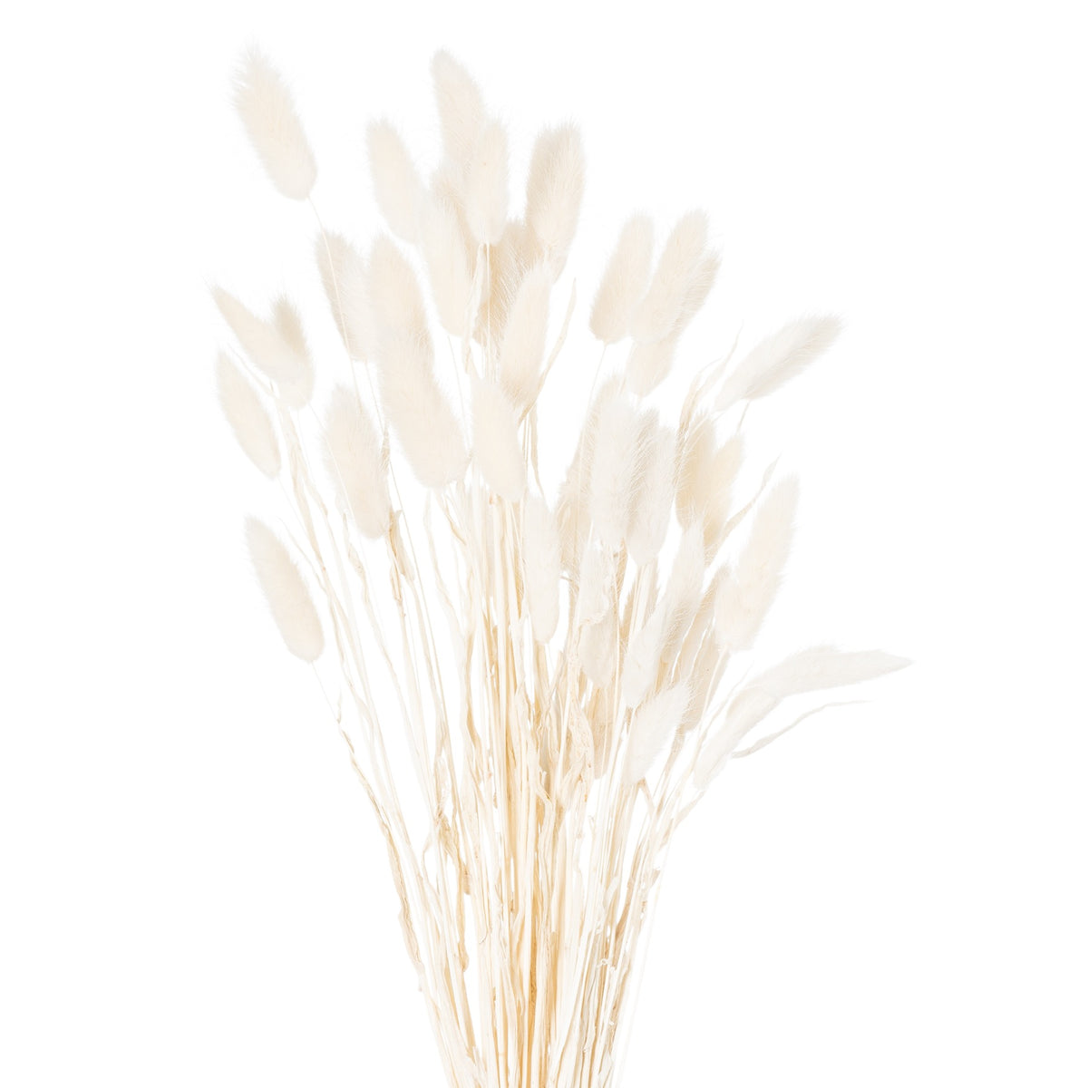 Dried White Bunny Tail Bunch Of 60 60 cm