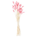 Dried Pale Pink Bunny Tail Bunch Of 40 60 cm