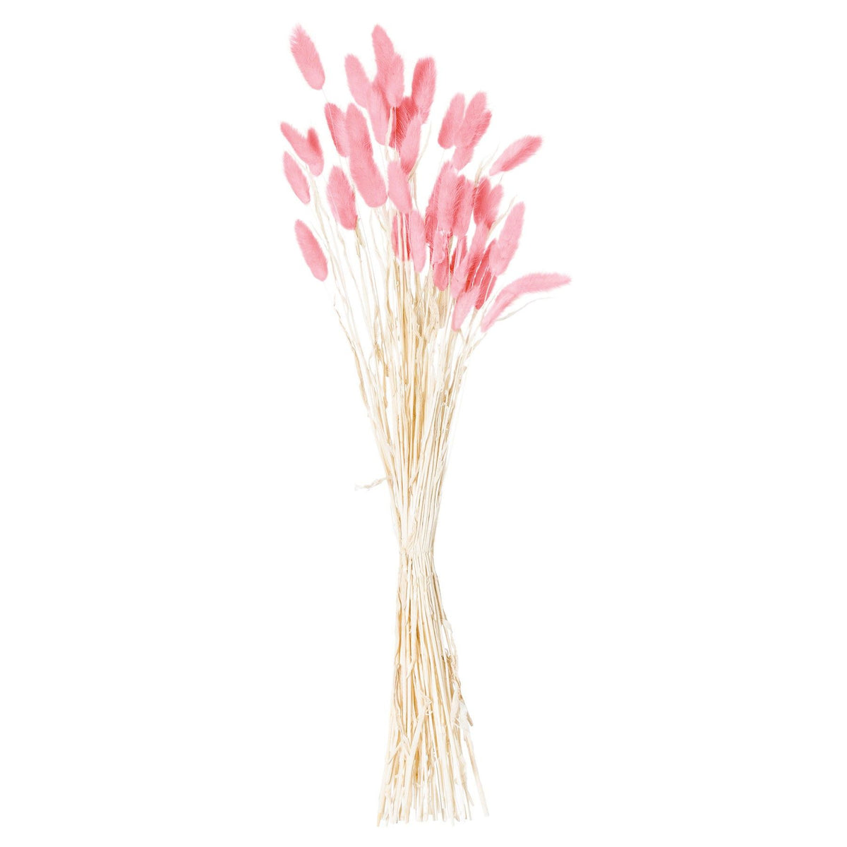 Dried Pale Pink Bunny Tail Bunch Of 40 60 cm