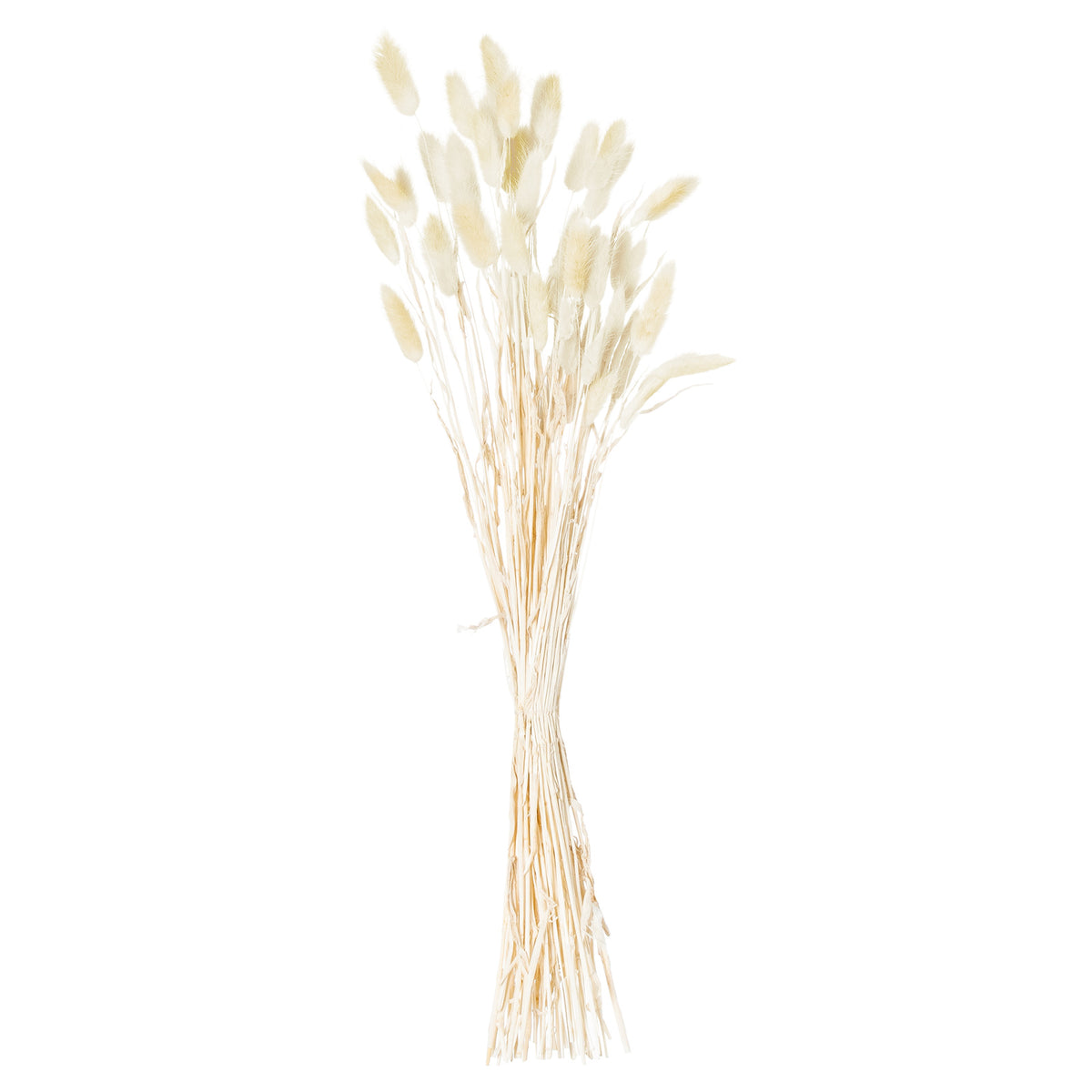 Dried Natural Bunny Tail Bunch Of 40 60 cm