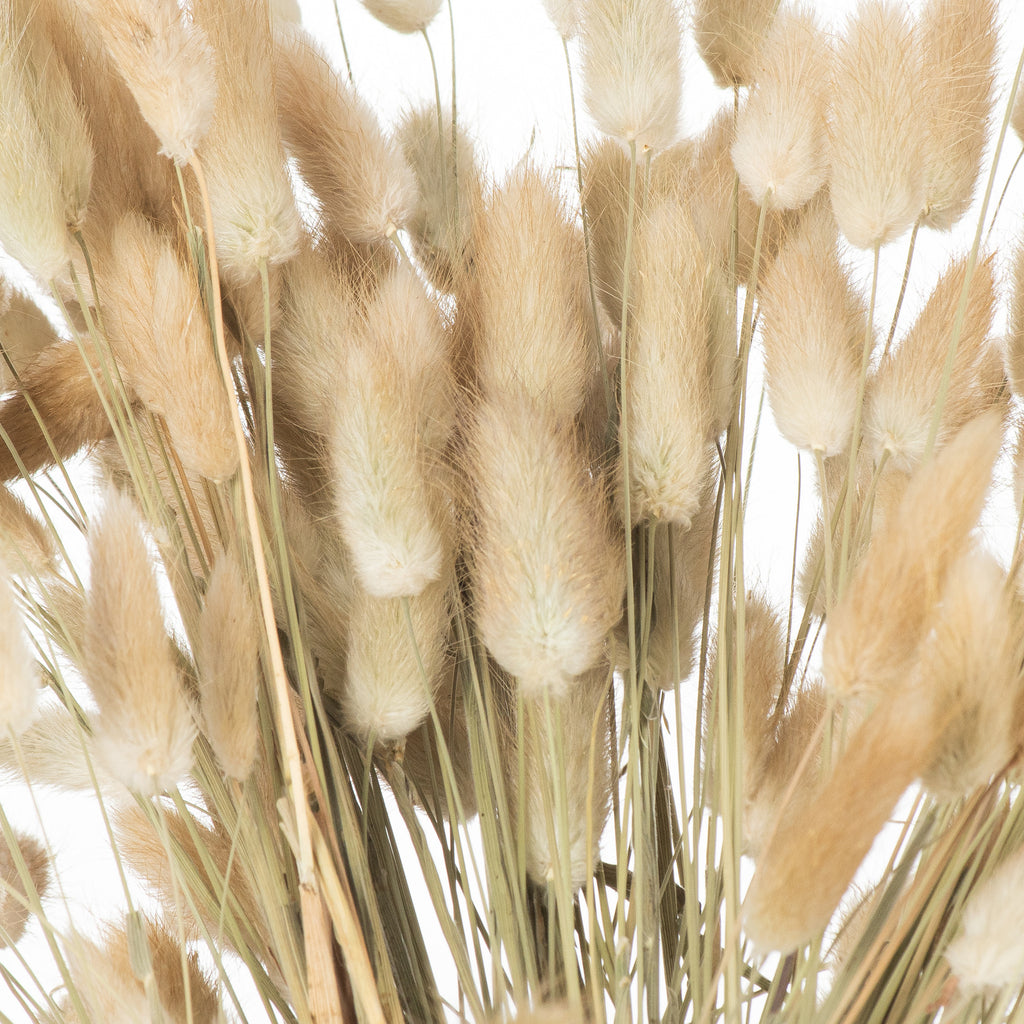 Dried Natural Bunny Tail Bunch Of 40 60 cm