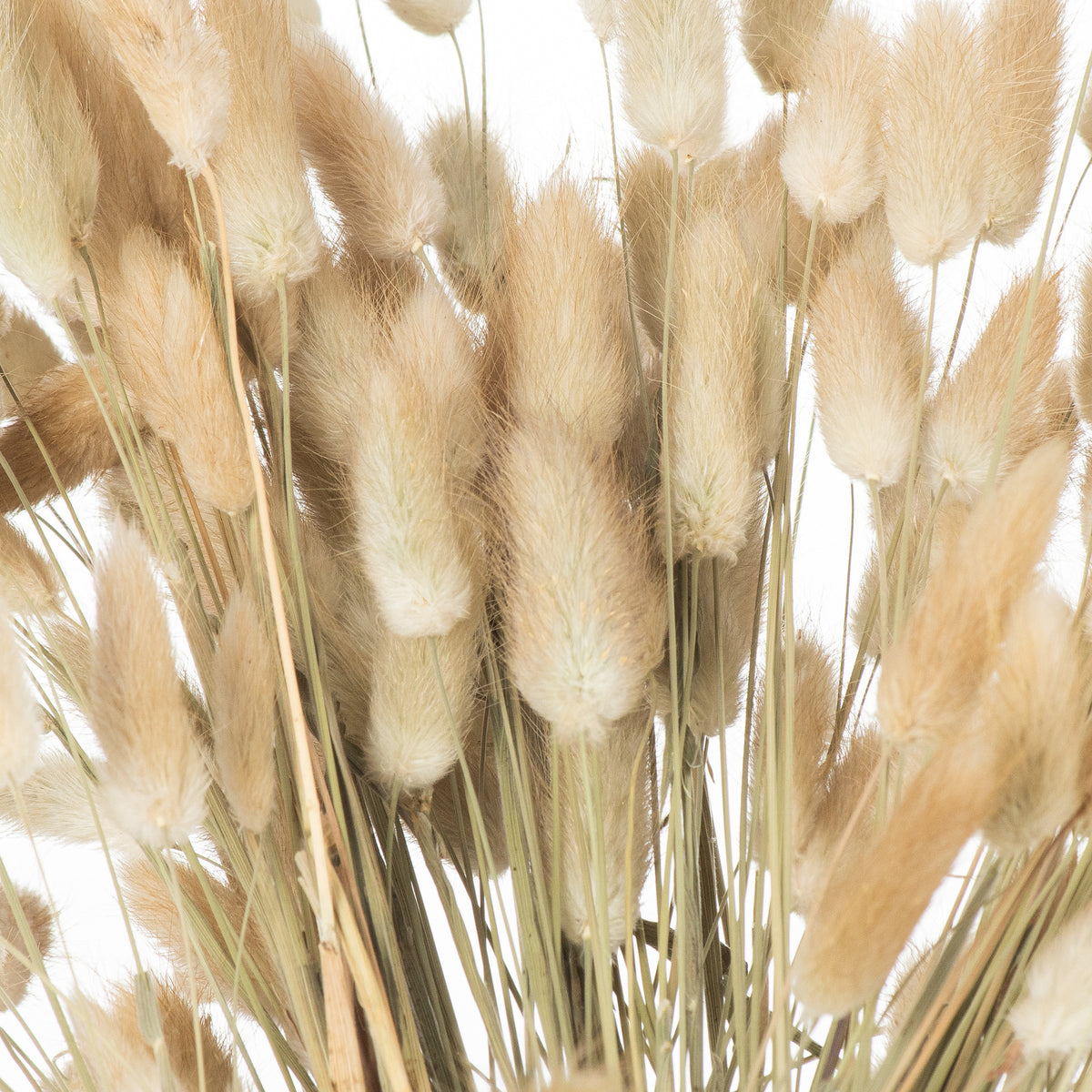 Dried Natural Bunny Tail Bunch Of 40 60 cm