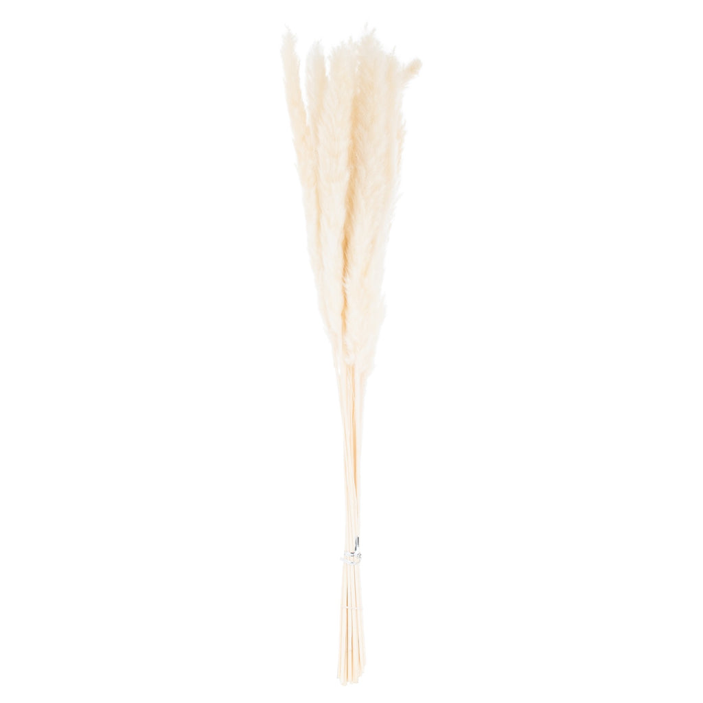 Mini White Pampas Grass Bunch Of 15 60 cm