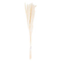 Mini White Pampas Grass Bunch Of 15 60 cm
