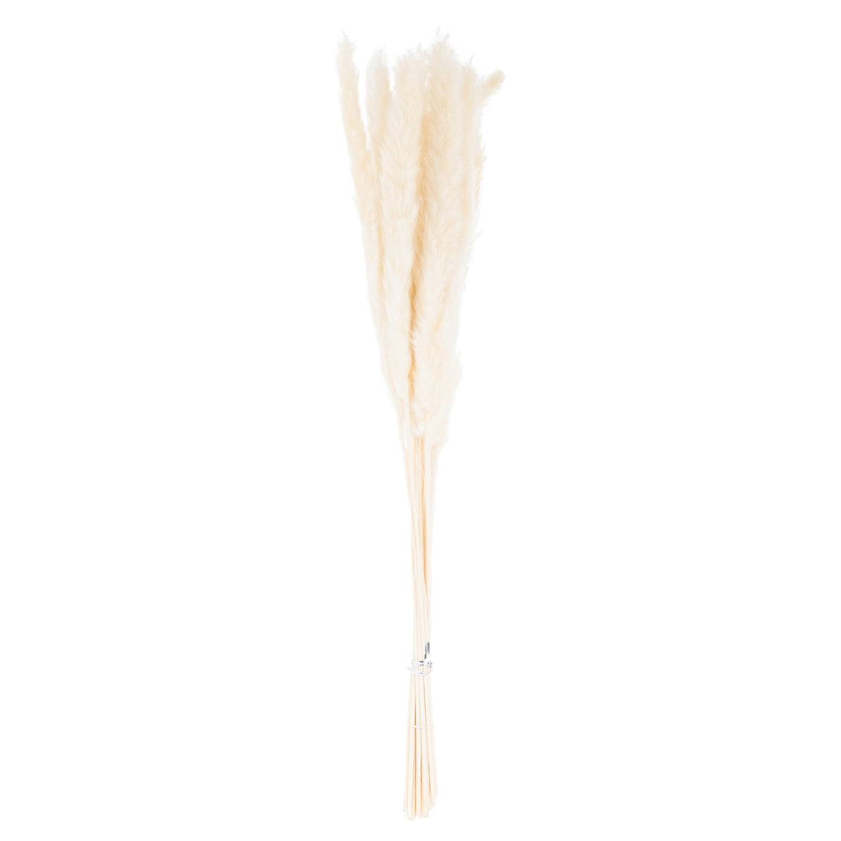 Mini White Pampas Grass Bunch Of 15 60 cm