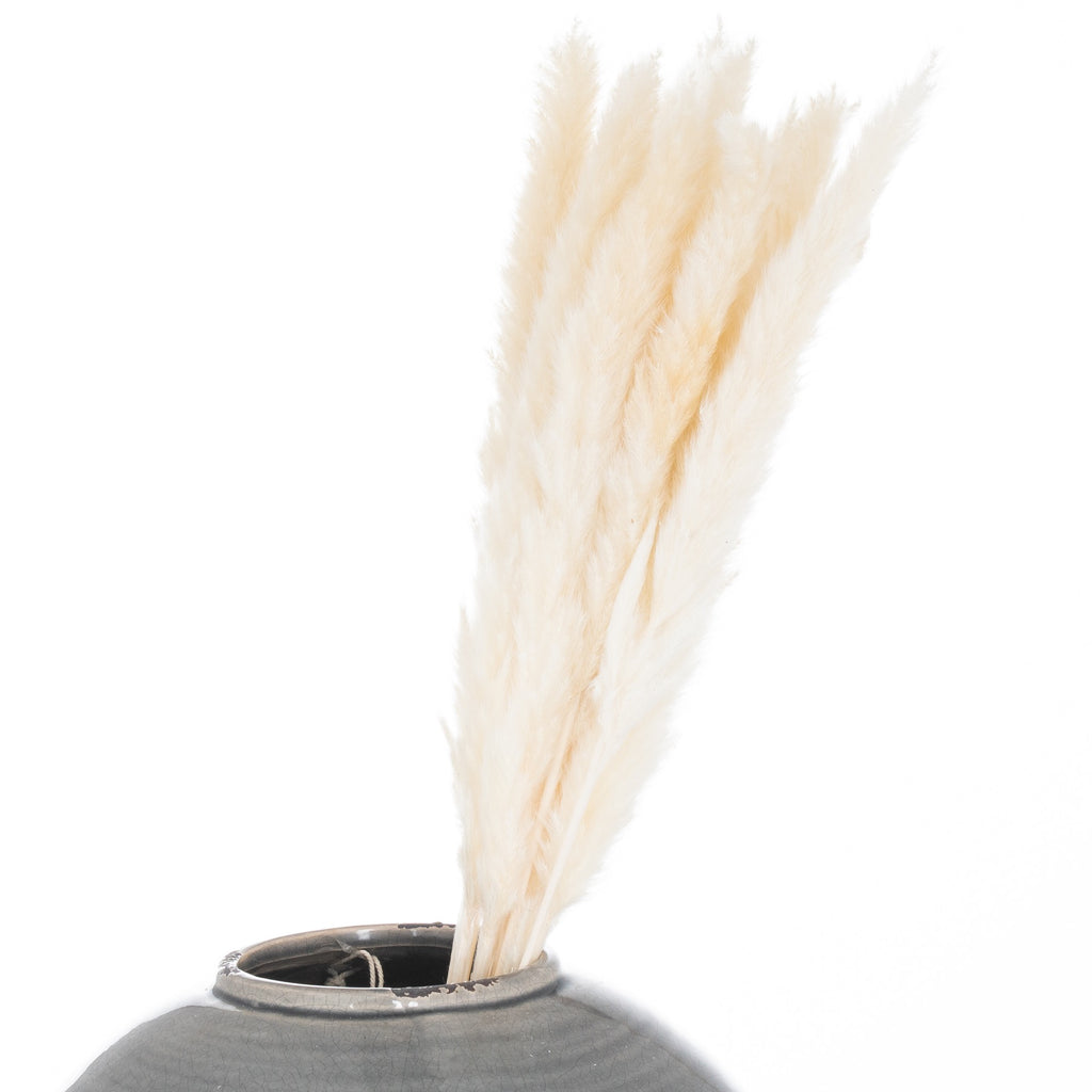 Mini White Pampas Grass Bunch Of 15 60 cm