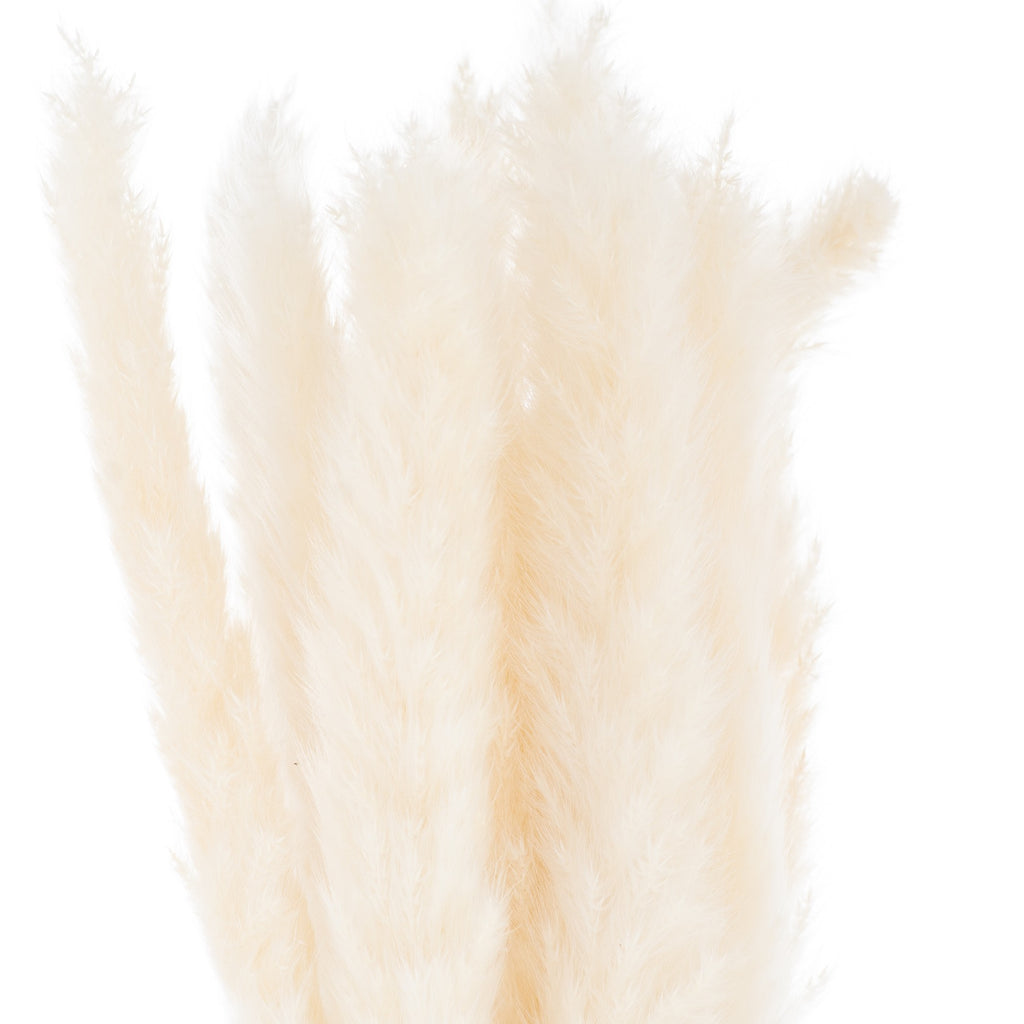 Mini White Pampas Grass Bunch Of 15 60 cm