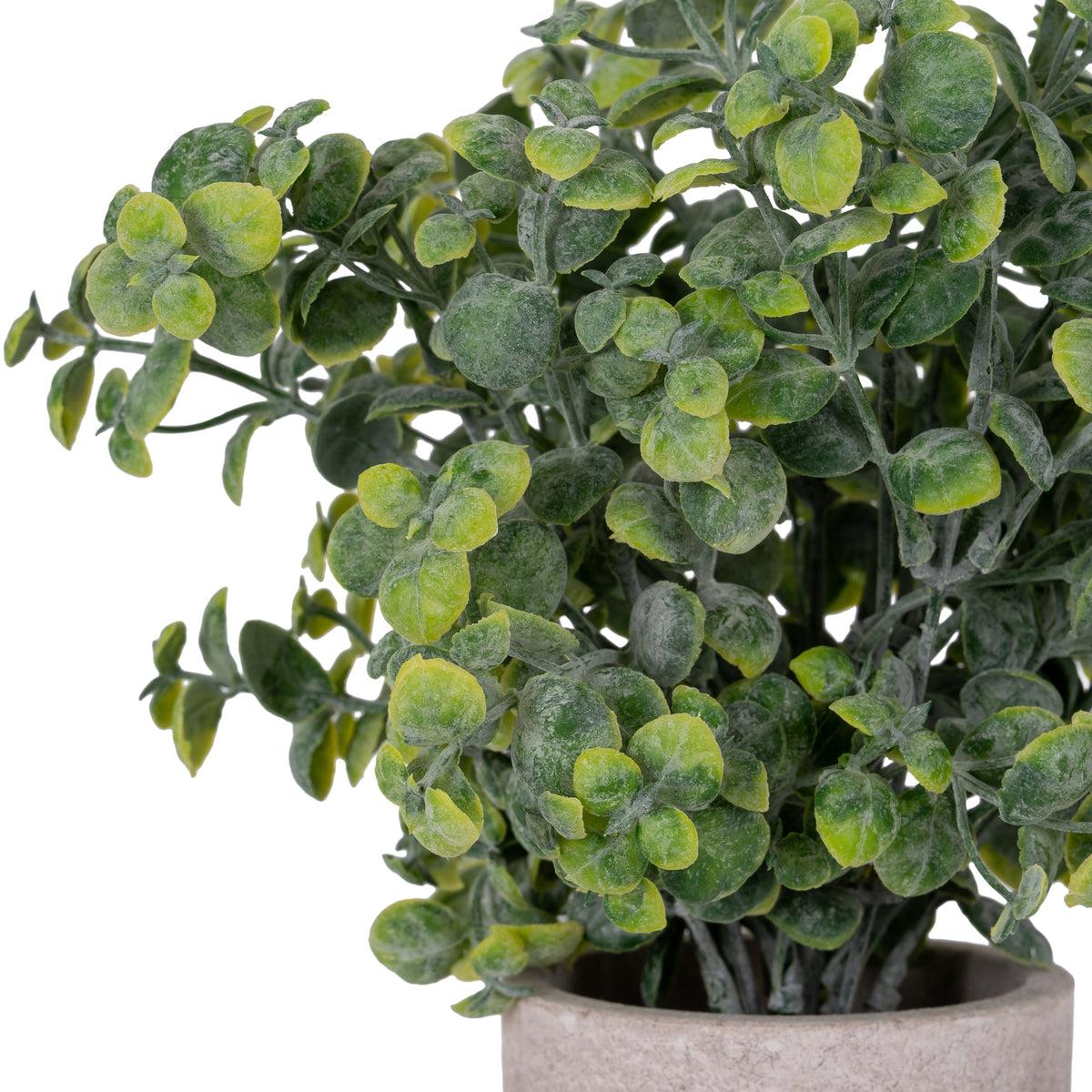 Eucalyptus Plant In Stone Effect Pot 23 cm