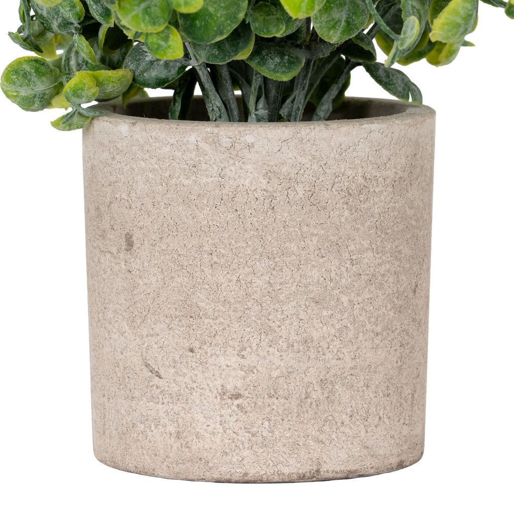 Eucalyptus Plant In Stone Effect Pot 23 cm